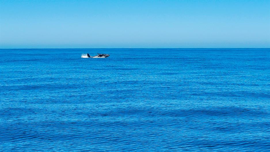 10 Seemeilen vor der Hafeneinfahrt werden wir von Walen "begrüsst". Leider sind wir immer noch ohne Teleobjektiv unterwegs ...